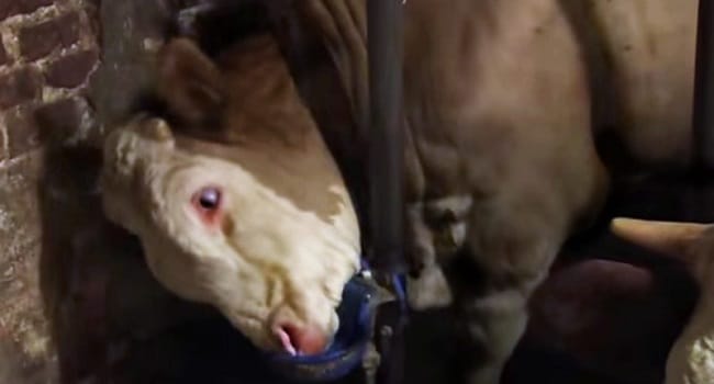 This Bull Was Chained Up His Entire Life...Now Watch As He's Set Free