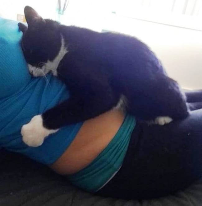 This Cat Fell In Love With A Baby Before He Was Born And Now Guards Him All The Time