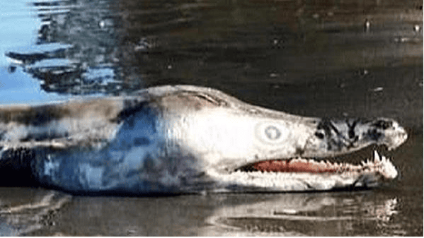 This Creature Just Crawled Out Of Water In Australia And It's Scaring Everyone To Death