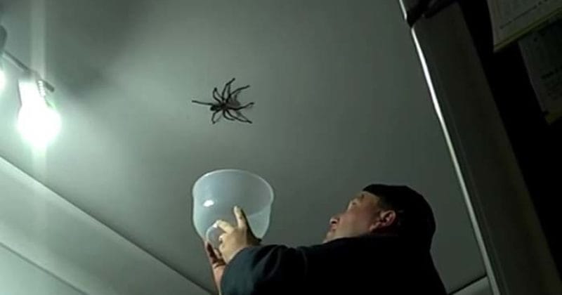 This Dad Did The Last Thing He Should've Done When He Saw A Massive Spider
