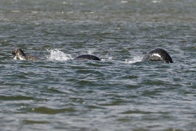 This Is The Clearest Ever Photo Taken Of Loch Ness Monster