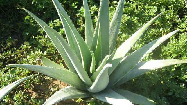 This Is What Happens If You Rub Aloe Vera On Your Face For 7 Days In A Row