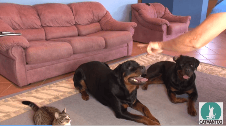 This Kitty Is A Real Copy Cat, Watch What She Does When Her Owner Points At Her