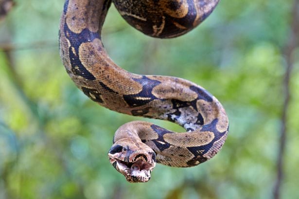 This Woman Slept With A Python Every Night. When It Stopped Eating, The Vet Told Something Shockingly Horrifying!
