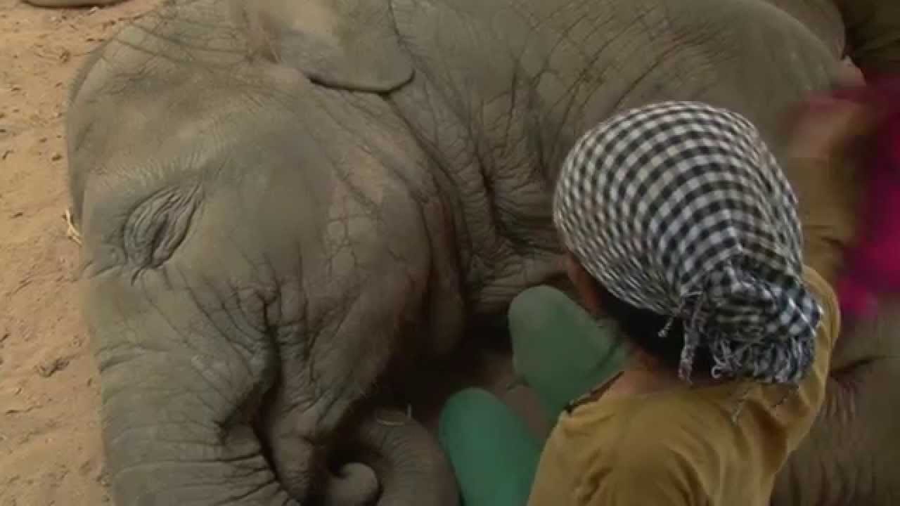 This woman swings at an elephant... Now watch what the elephant does next! Hilarious!