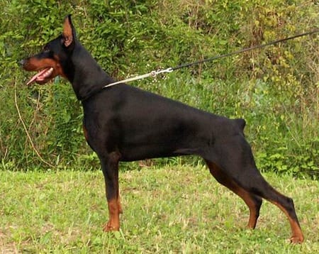 Though They Get A Bad Rap, These 10 Facts Will Help You Fall In Love With Dobermans
