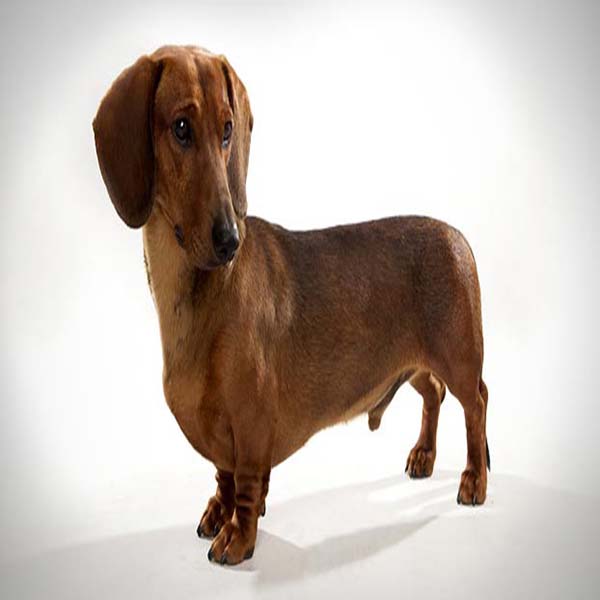 Top 10 Most Popular Dog Breeds
