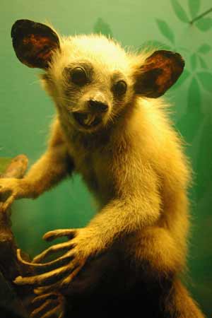 Top 10 Bizarre Animals In The World