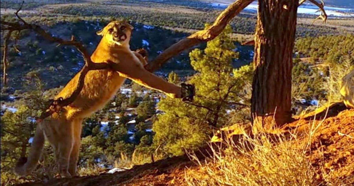 Two Officers See A Wild Cougar Stuck In A Trap. Their Next Move Sent Shivers Down My Spine