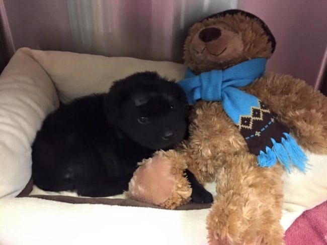 Two Teens Did Something Unspeakably Cruel To This Puppy...But He's A Survivor