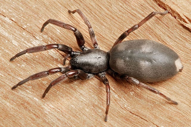 Uk Is Suffering From The Danger Of Mediterranean Spiders