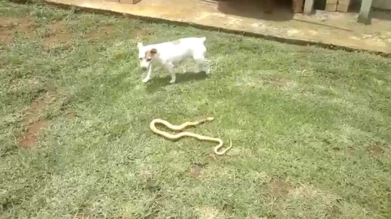 VIDEO: Badass Terrier Shows a Deadly Cobra Whose House It Is