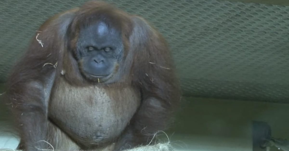 VIDEO: Cameras Capture Rare Footage Of An Orangutan Birth. The Result? Phenomenal