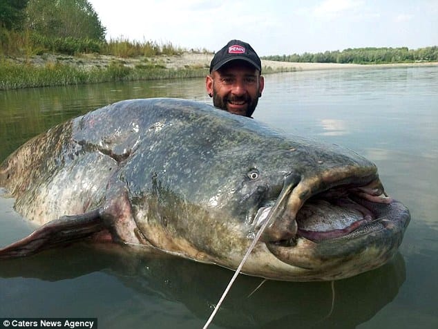 VIDEO: Fisherman Fights The Largest Catfish He's Ever Seen, Now That's A CATCH!