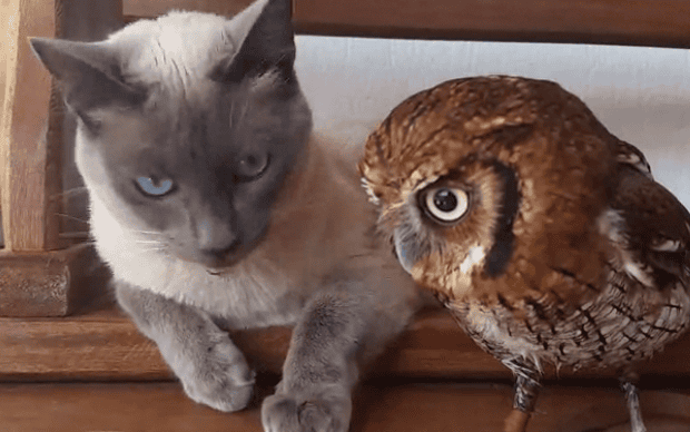 VIDEO: I Thought This Cat Was Going To Be Owl Food. Instead ...OMG