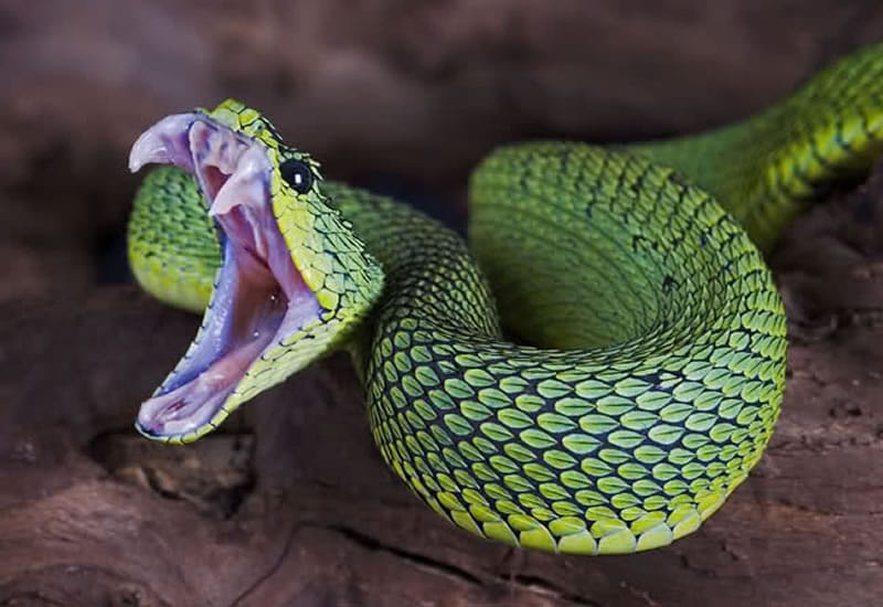 VIDEO: Man Grabs GIANT Anaconda In River With His Bare Hands!