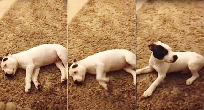 VIDEO: Puppy Wakes Himself Up To His Own Thunderous Fart