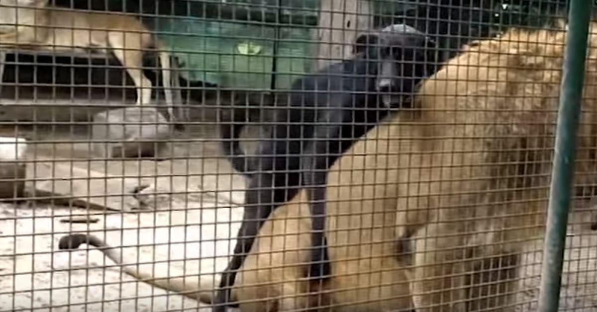 VIDEO: This Dog Shows This Lion What It Means To BE A THUG!