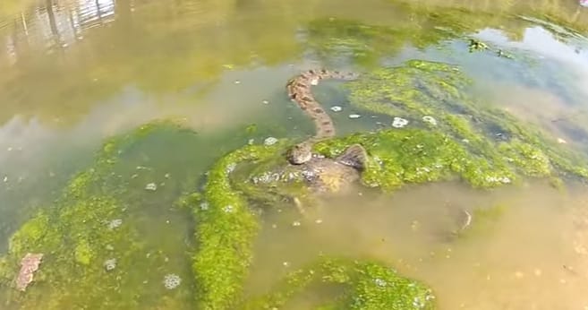 VIDEO: This Snake Decide It Wanted A Big Catfish For Lunch...INCREDIBLE FOOTAGE!