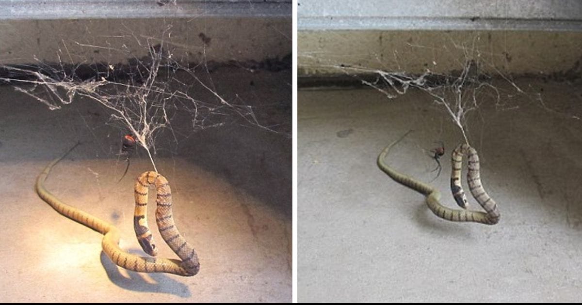 Video Giant Redback Spider Catches A Snake The End Is Horr