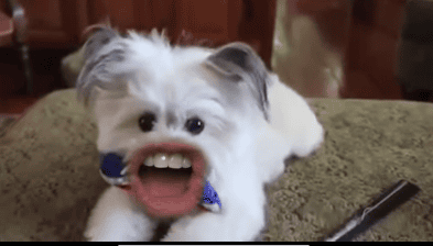 Video Of Dogs With Human Mouth Will Be The Creepiest Thing You Will See Today