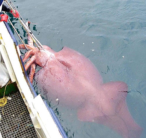WATCH: Russian Scientists Videotape The Giant Squid (Colossal Squid)