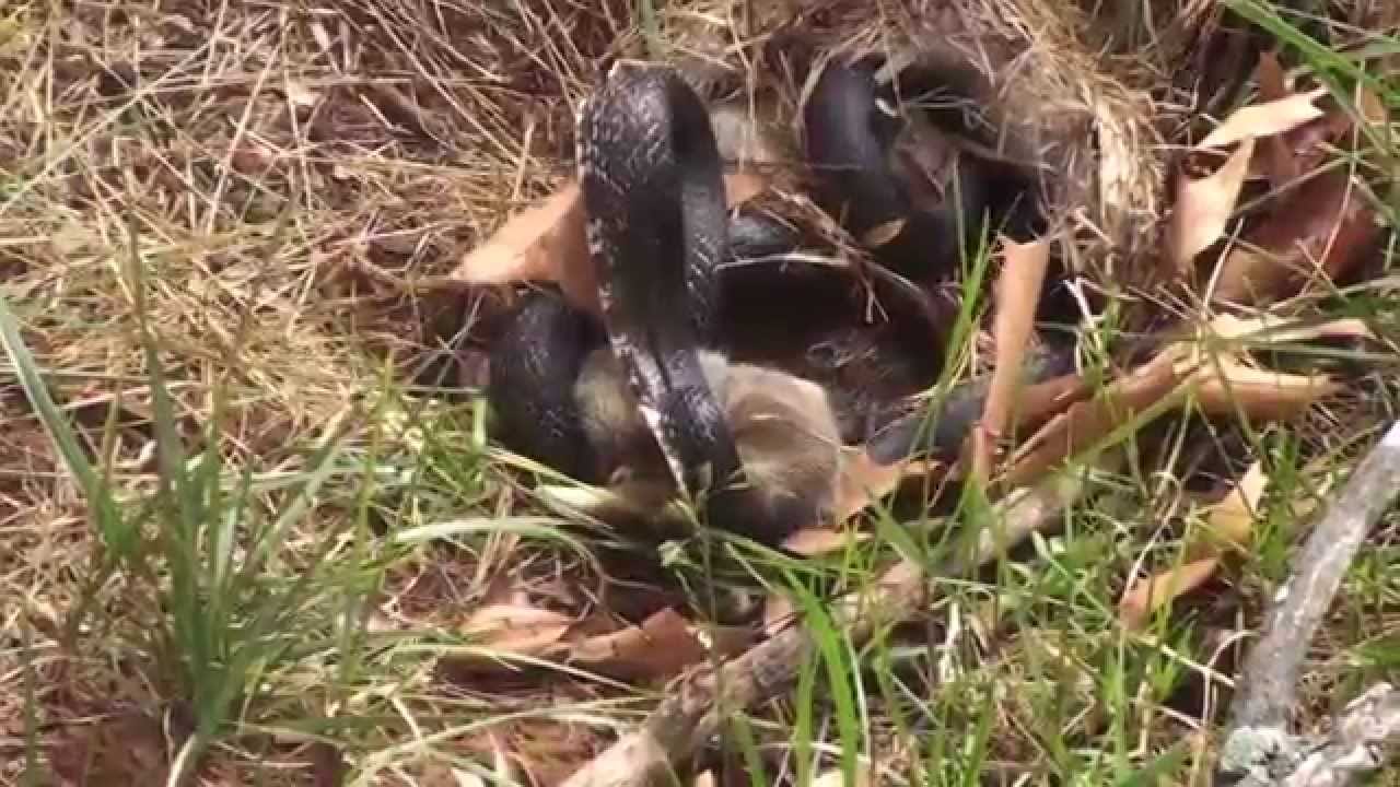 WATCH: Snake Caught Bunny, then Mom Rabbit Fought With Snake And Saved Bunny