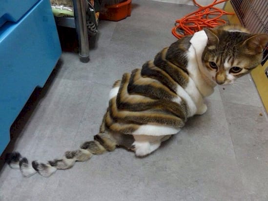 Weird Hairdos On The Pets They Own!!!