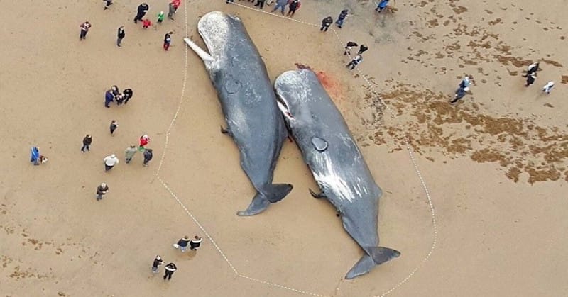 Whales Found Dead With Strange Things In Their Stomach