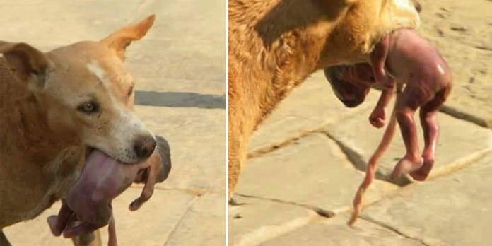 When You See What This Hungry Dog Did To A New Born Baby You Will Be Shocked.