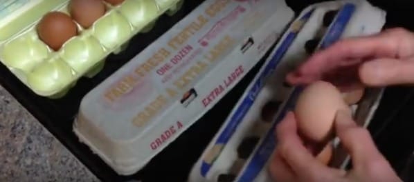 Which Egg Do You Think Came From An Actually Healthy Chicken? I Had No Idea