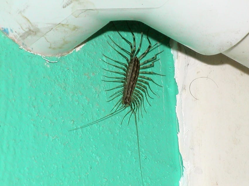 Why You Should Never Kill House Centipedes?