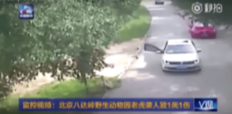 Woman Dragged Off By Tiger At Safari Park After Exiting Car In A Family Argument