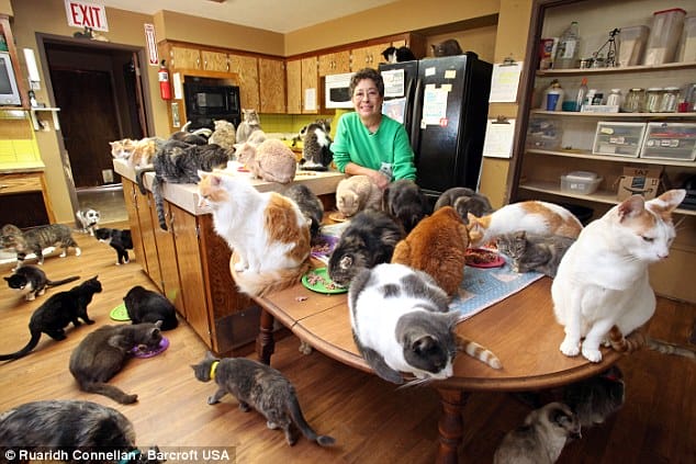 Woman Lives With 1000 Cats...! Camera Proved What People Found Unbelievable