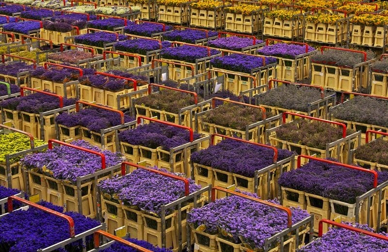 Aalsmeer Flower Auction