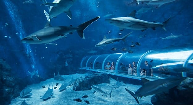 Sentosaâ€™s S.E.A Aquarium